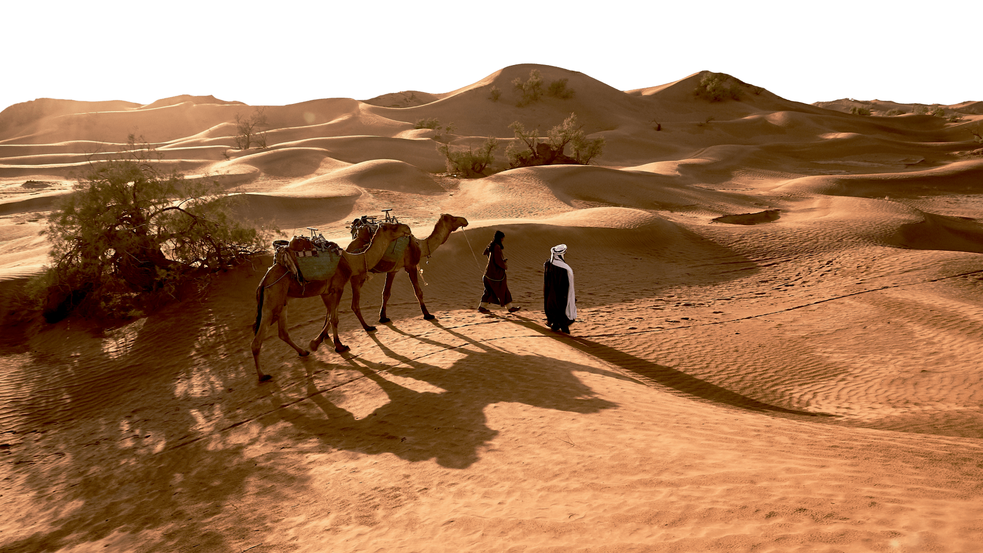 Camels